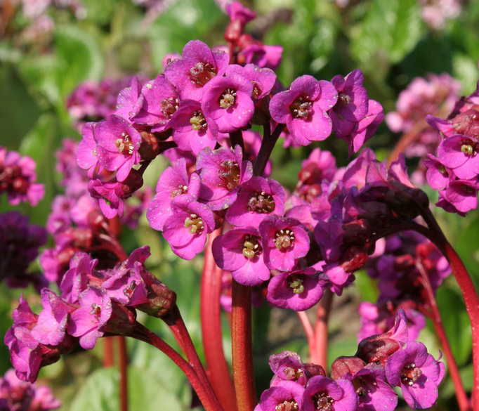 Превью изображения