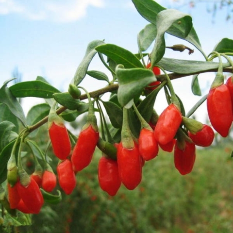 Превью изображения