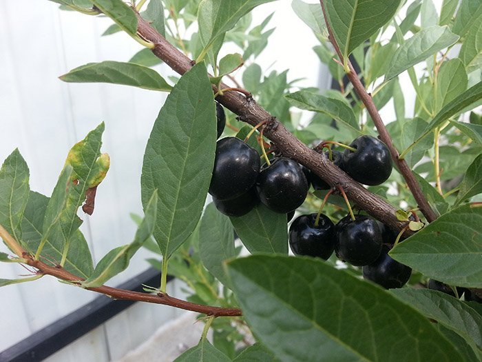 Превью изображения