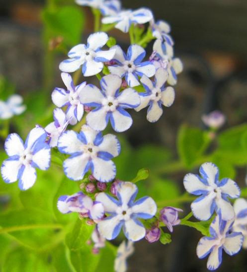 Превью изображения