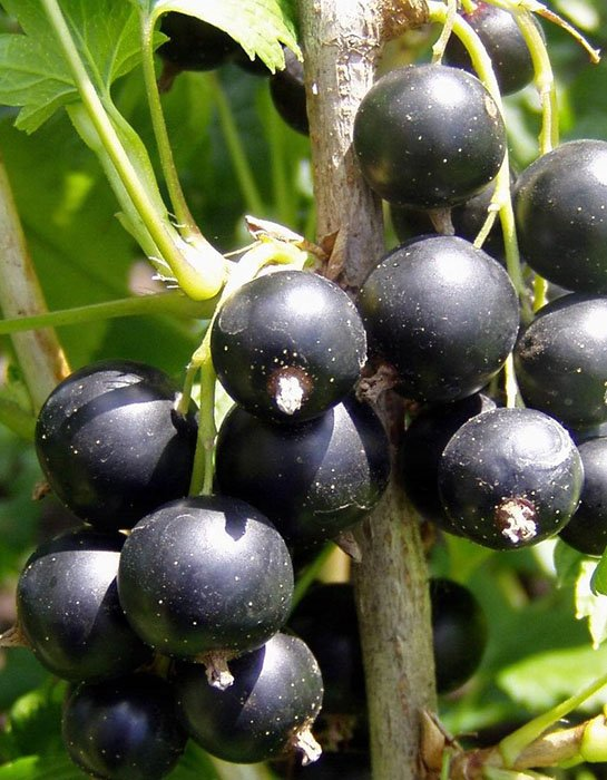 Превью изображения