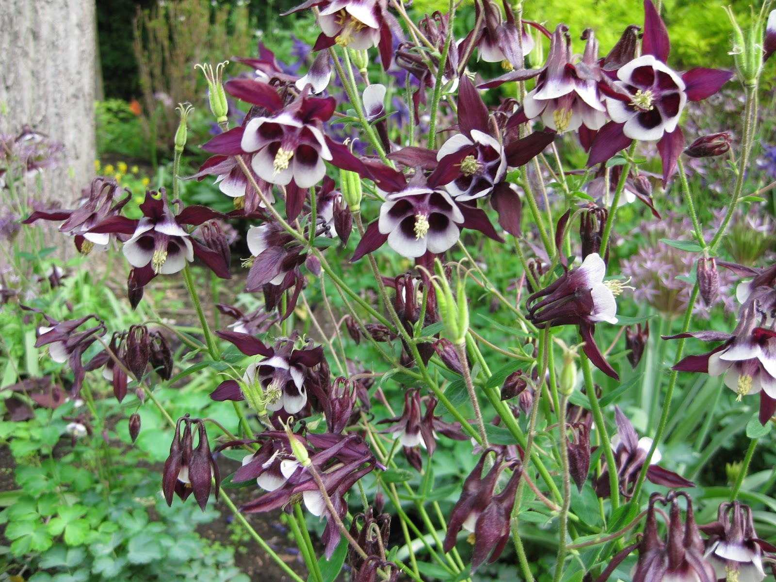 Превью изображения