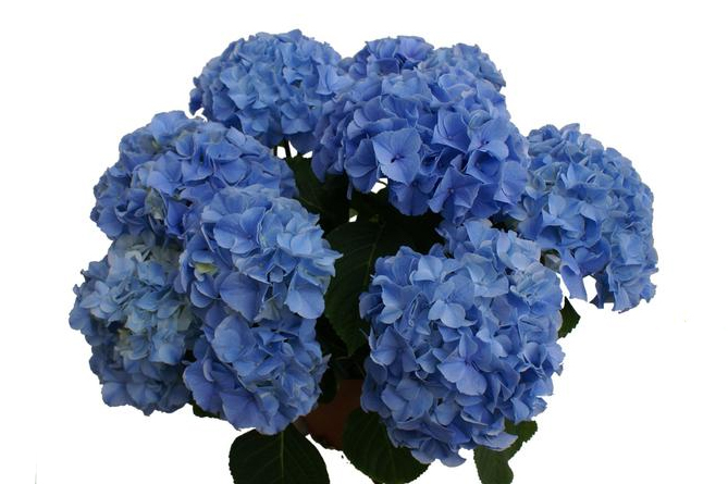 Превью изображения