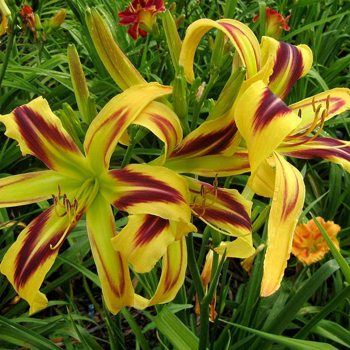 Превью изображения