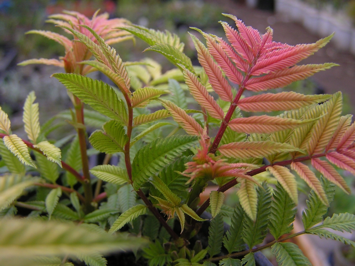 Превью изображения