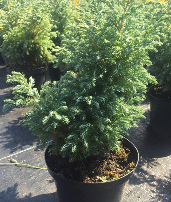 Превью изображения