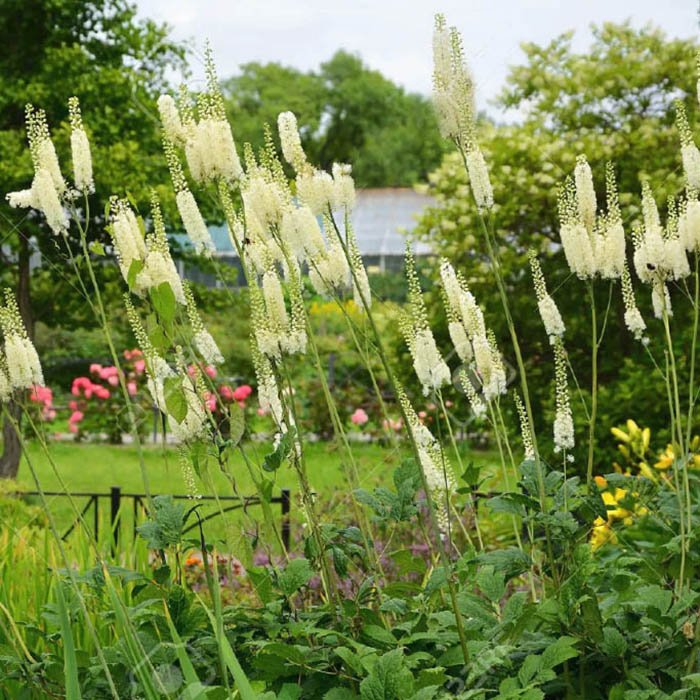 Превью изображения