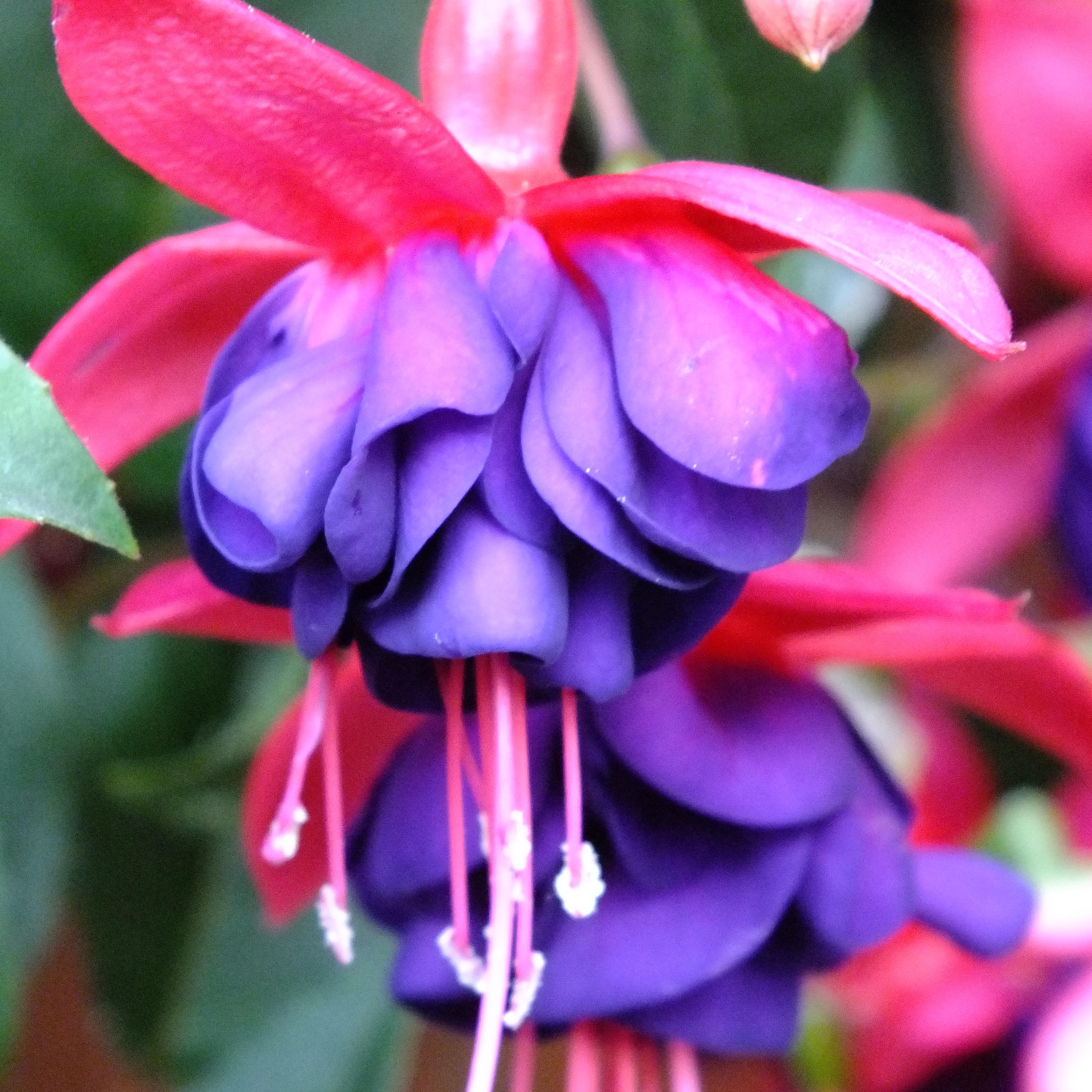 Превью изображения