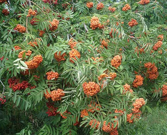 Превью изображения