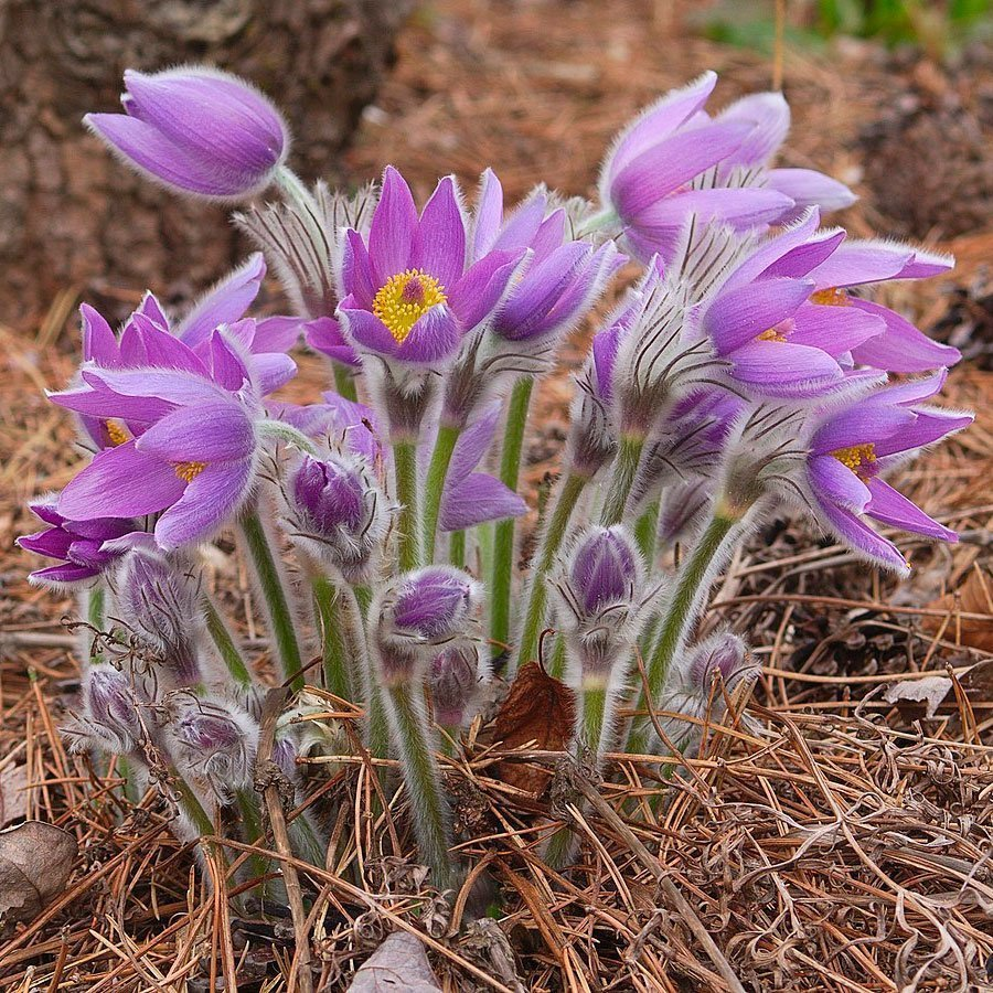 Превью изображения