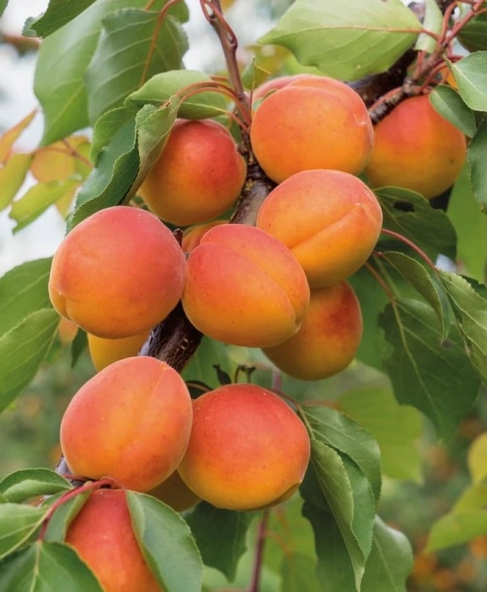 Превью изображения