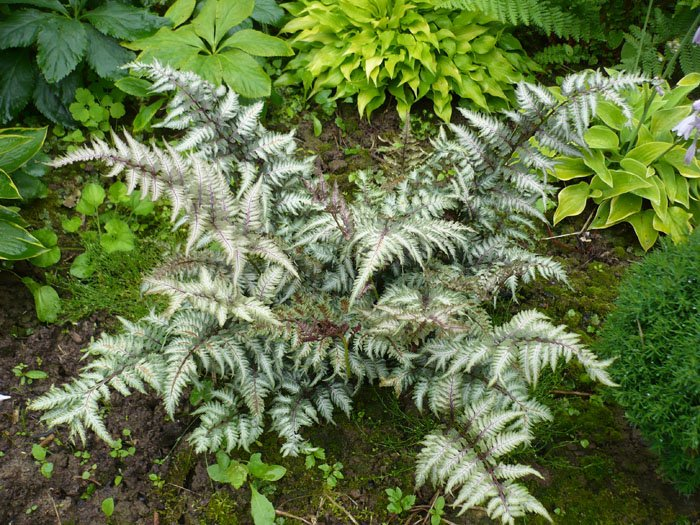 Превью изображения