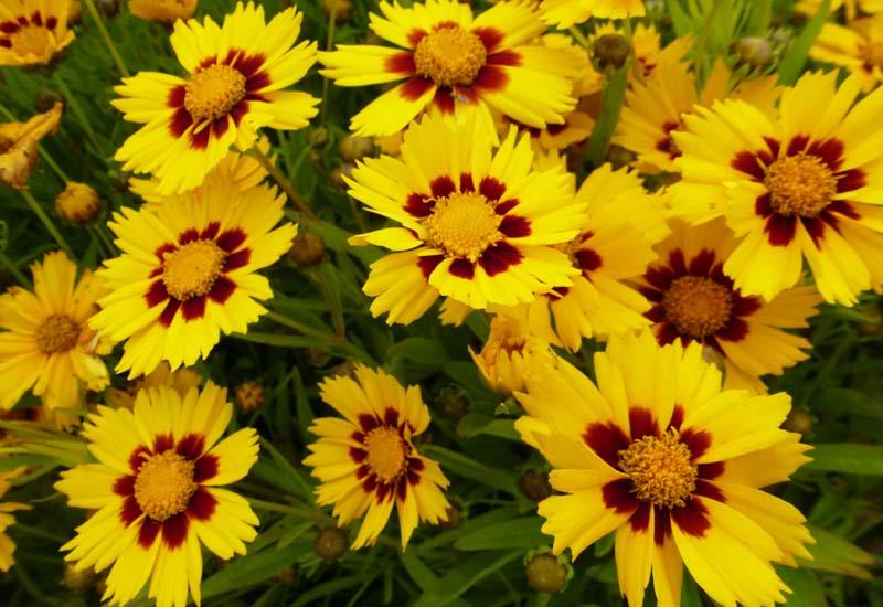 Превью изображения