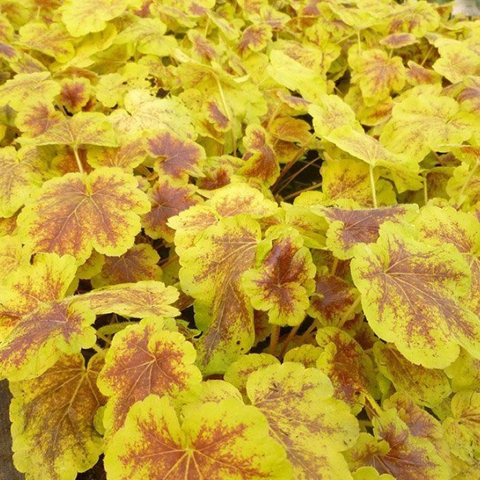 Превью изображения