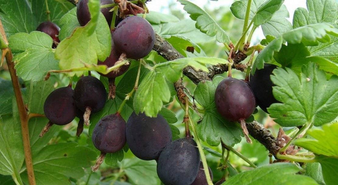 Превью изображения