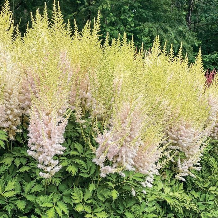 Превью изображения