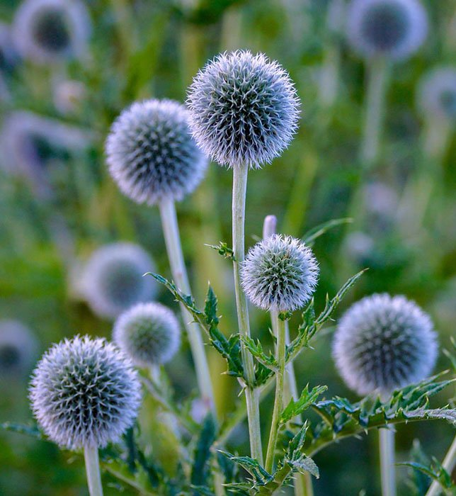 Превью изображения