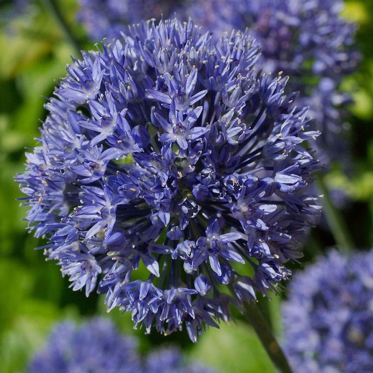 Превью изображения