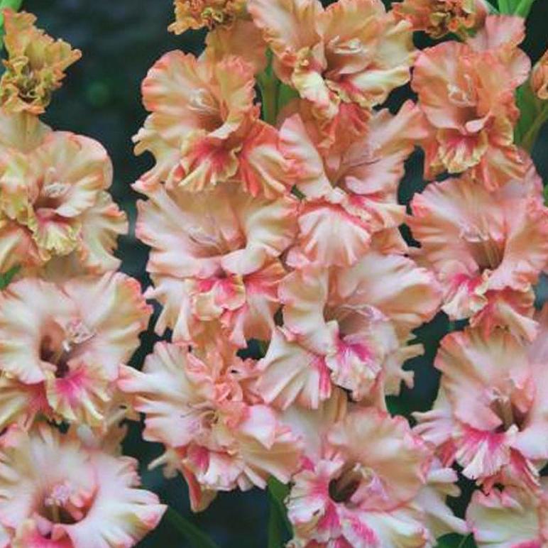 Превью изображения