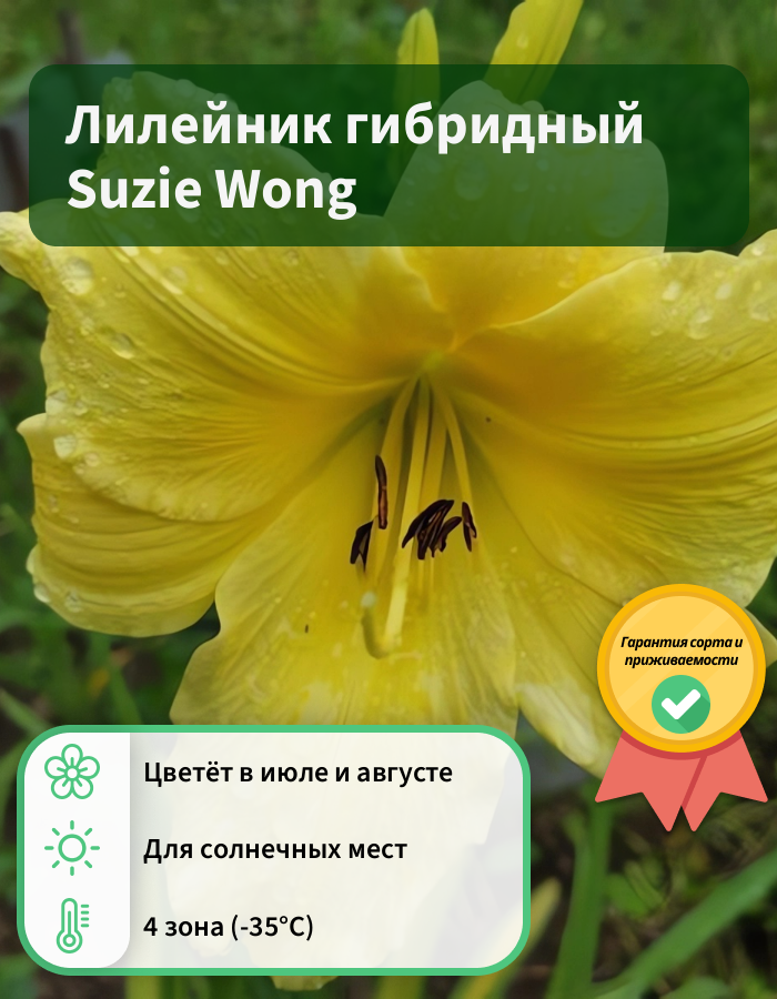 Превью изображения