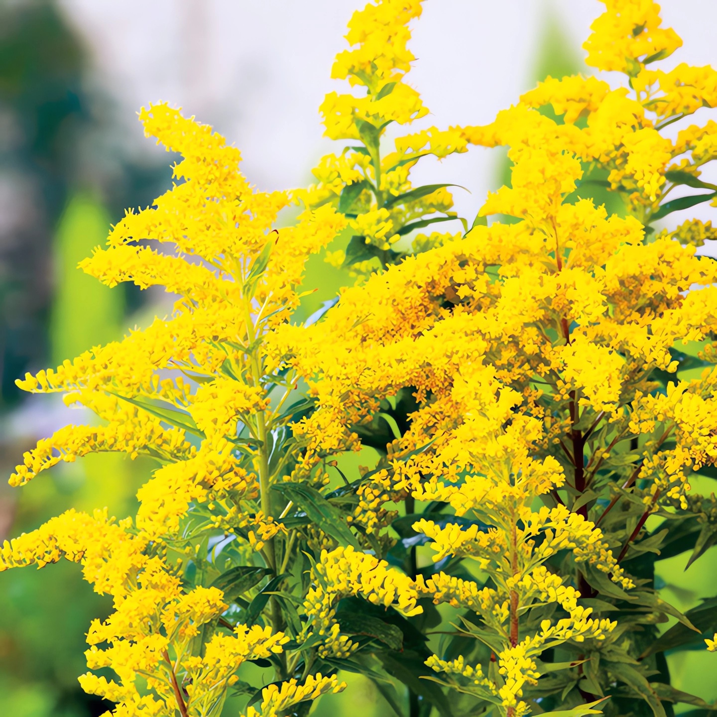 Превью изображения