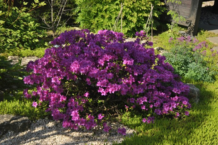 Превью изображения