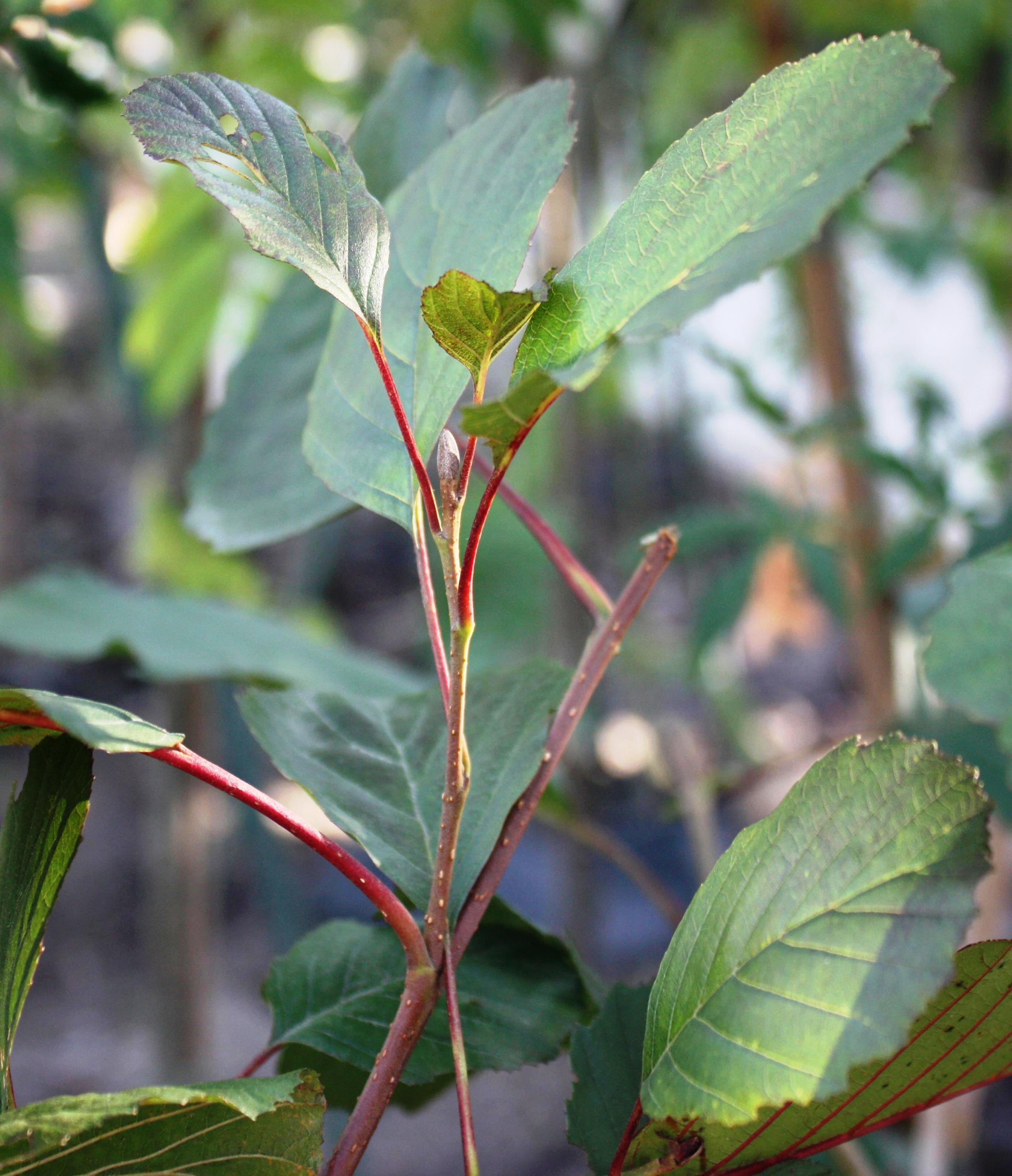 Превью изображения