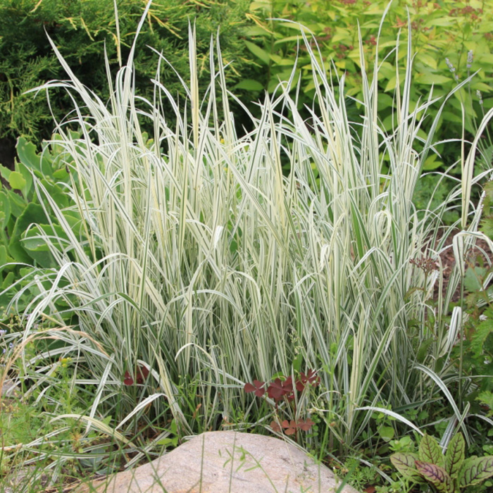 Превью изображения