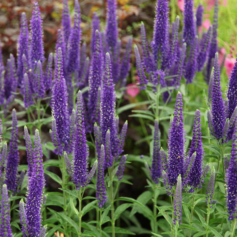 Превью изображения