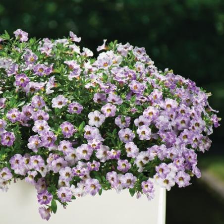 Превью изображения