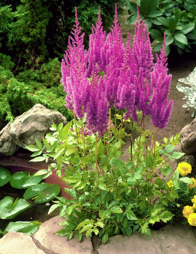 Превью изображения