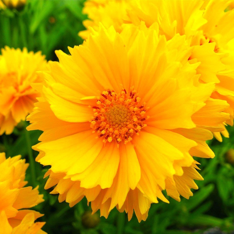 Превью изображения