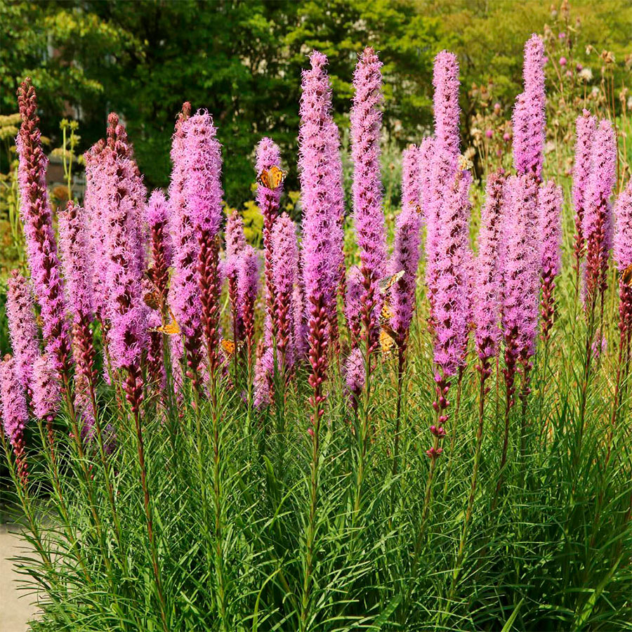 Превью изображения