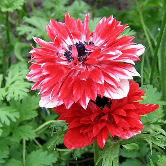 Превью изображения