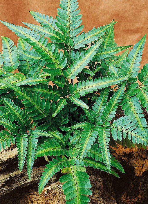 Превью изображения