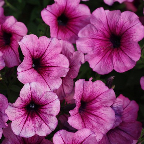 Превью изображения