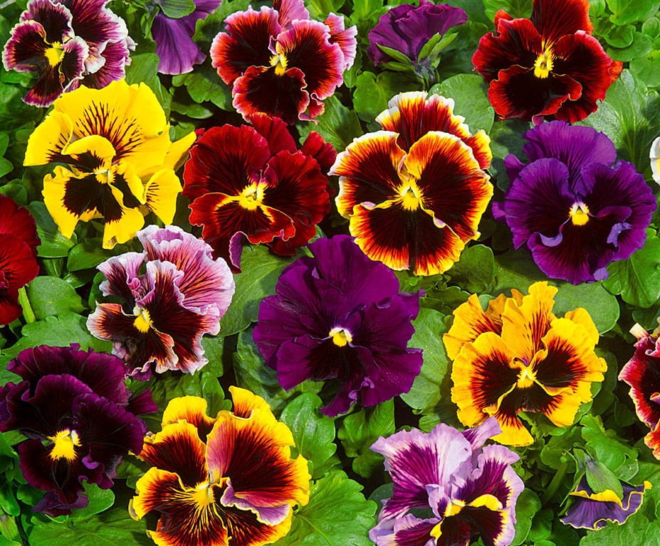 Превью изображения