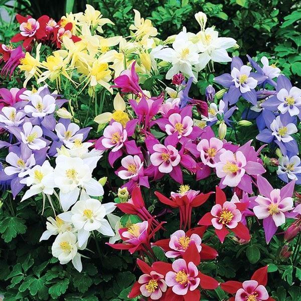 Превью изображения