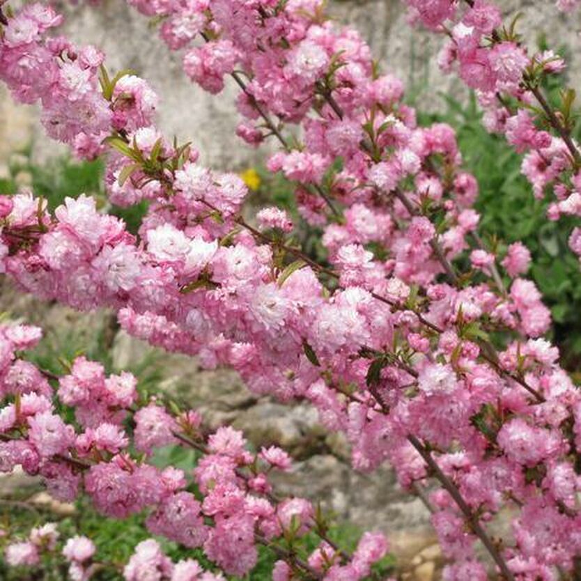 Превью изображения