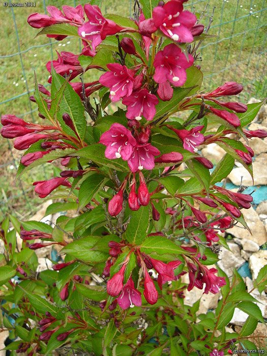 Превью изображения