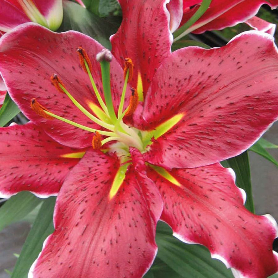 Превью изображения