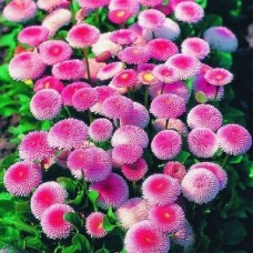 Превью изображения