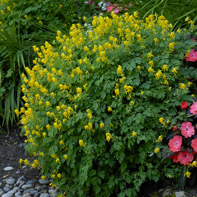 Превью изображения