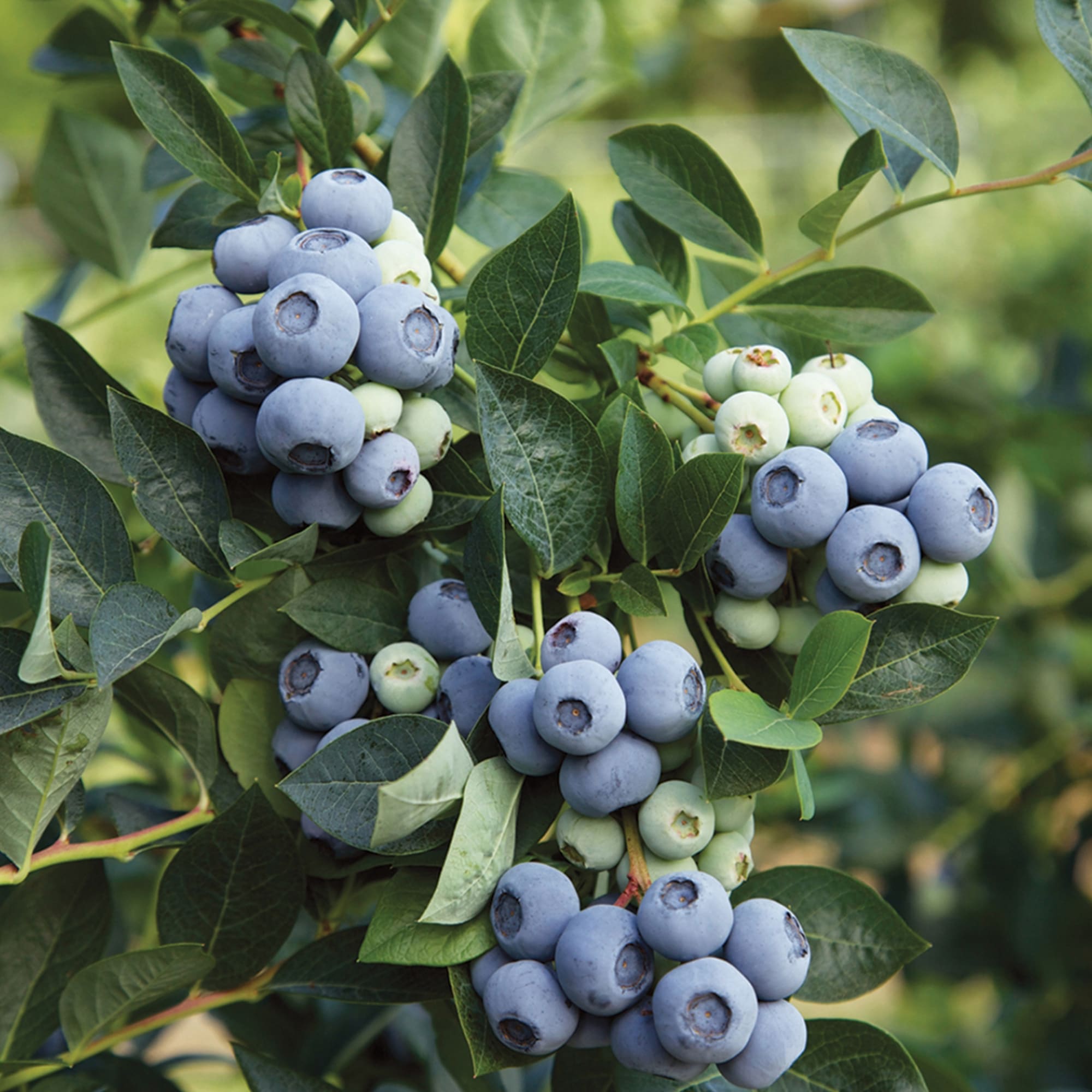 Превью изображения