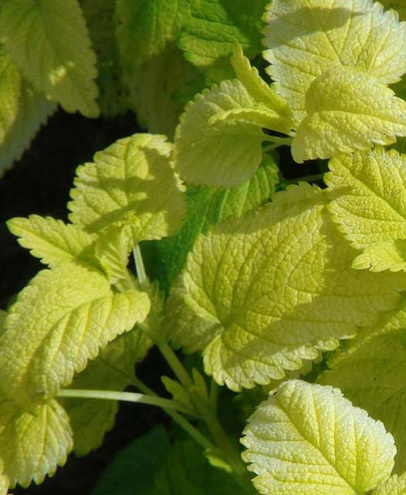 Превью изображения