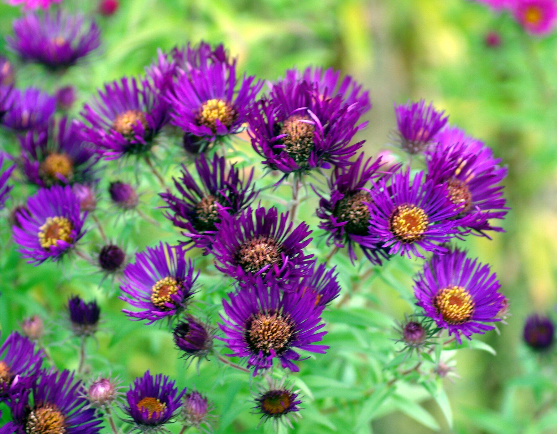 Превью изображения