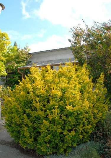 Превью изображения