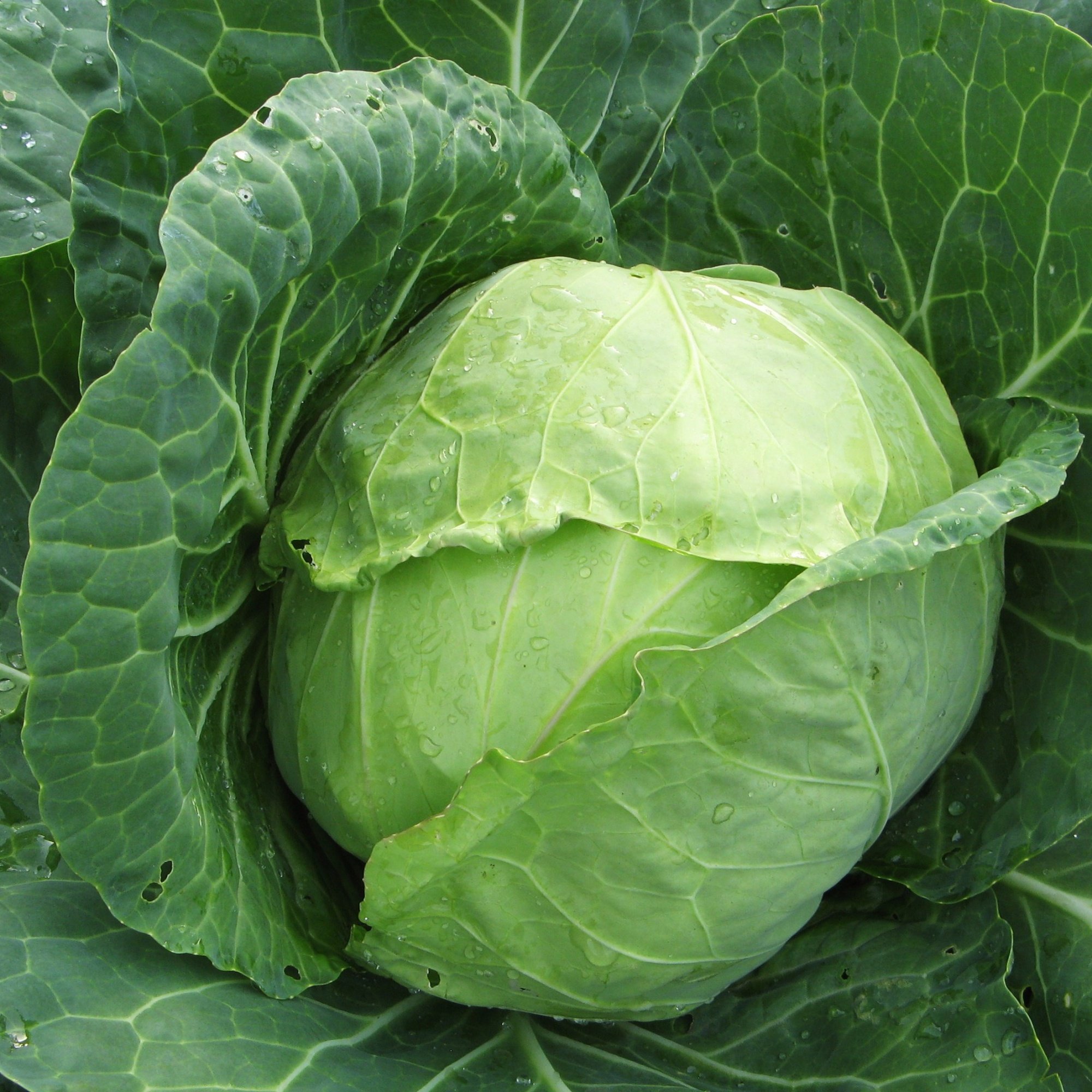 Превью изображения