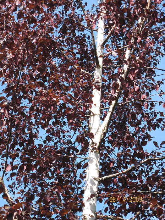 Превью изображения