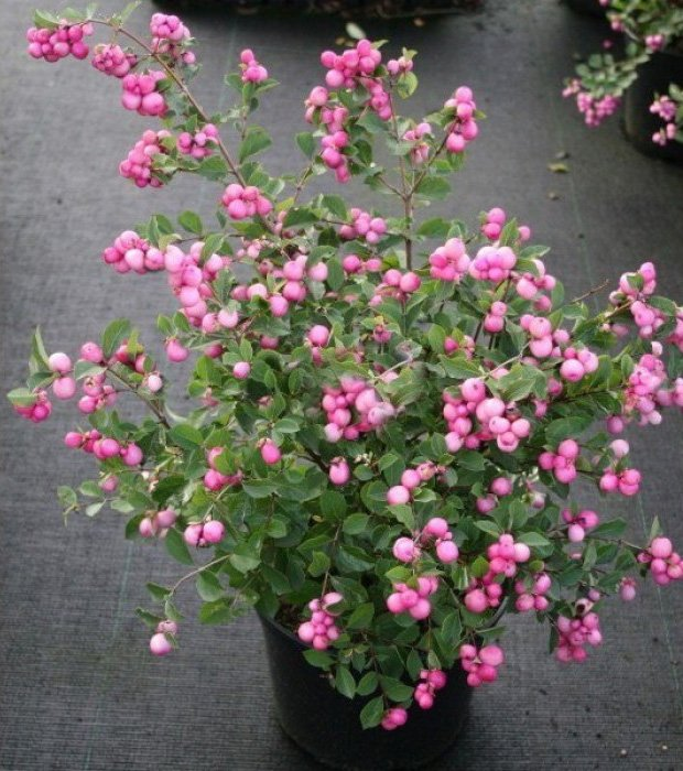 Превью изображения